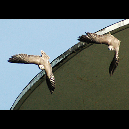 Parallelflug vom ehemaligen Fernsehturm auf dem K&ouml;nigsstuhl