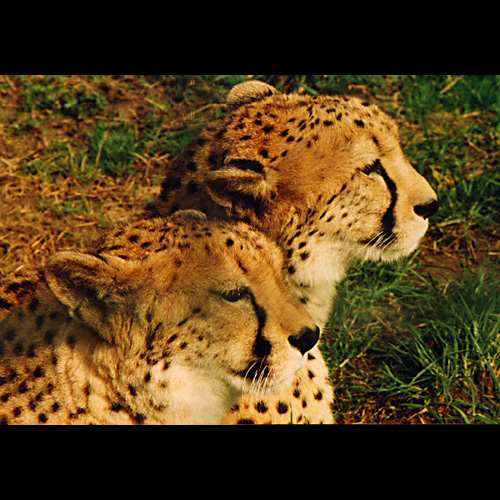 Leoparden
