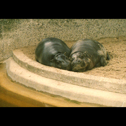 Nilpferde im Heidelberger Zoo