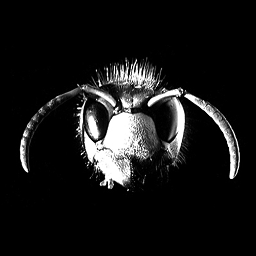 Makroaufnahme eines Wespenkopfes